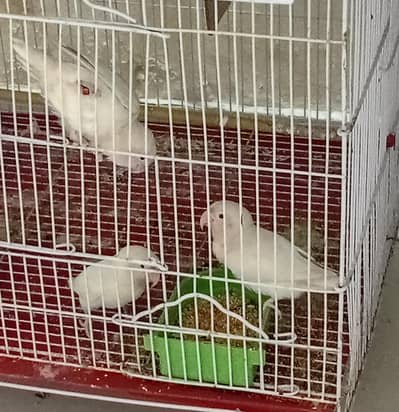 Red eye Albaino lovebirds 2 pair