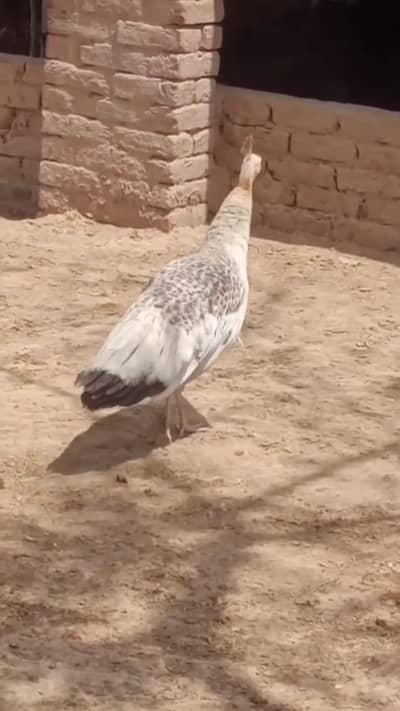 This is a good female peacock
