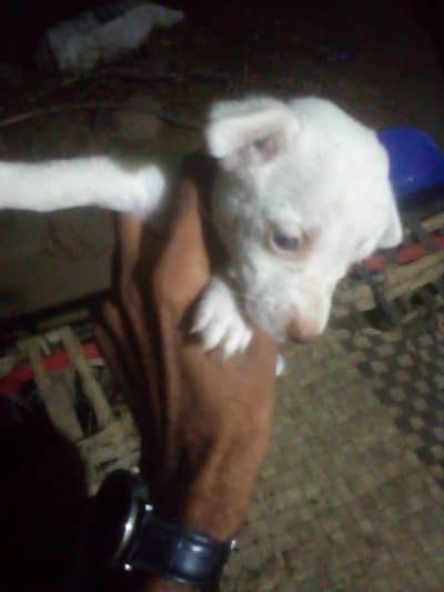 active and funny healthy puppy female dog