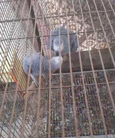 breeder pair