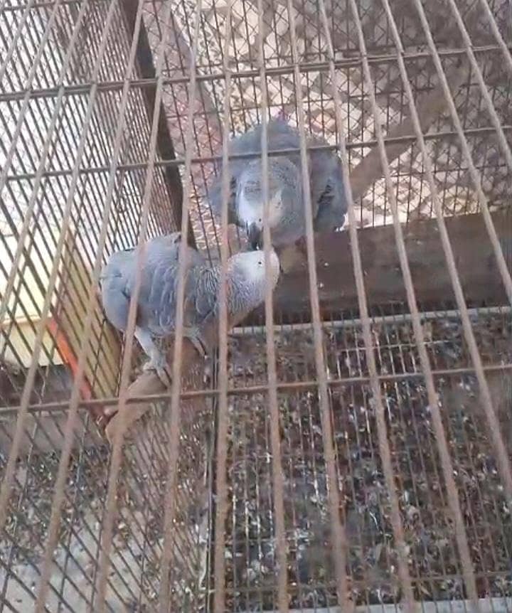 breeder pair 0
