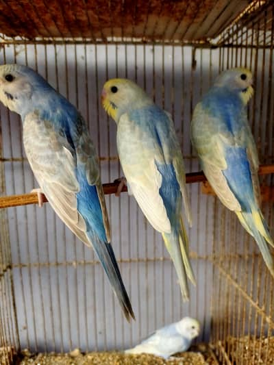 Budgies Rainbow