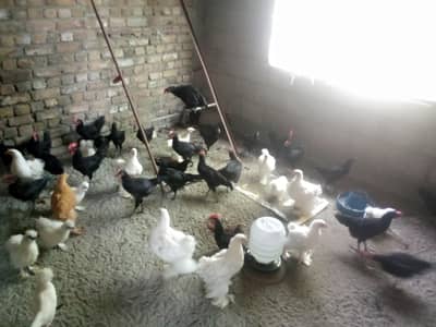 Fancy hens available