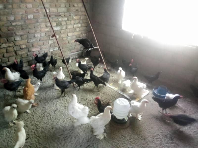 Fancy hens available 0