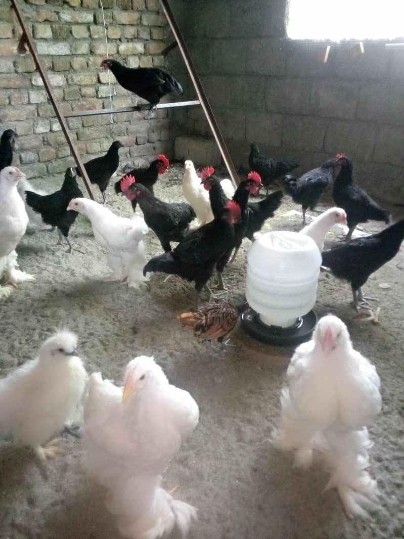 Fancy hens available 1
