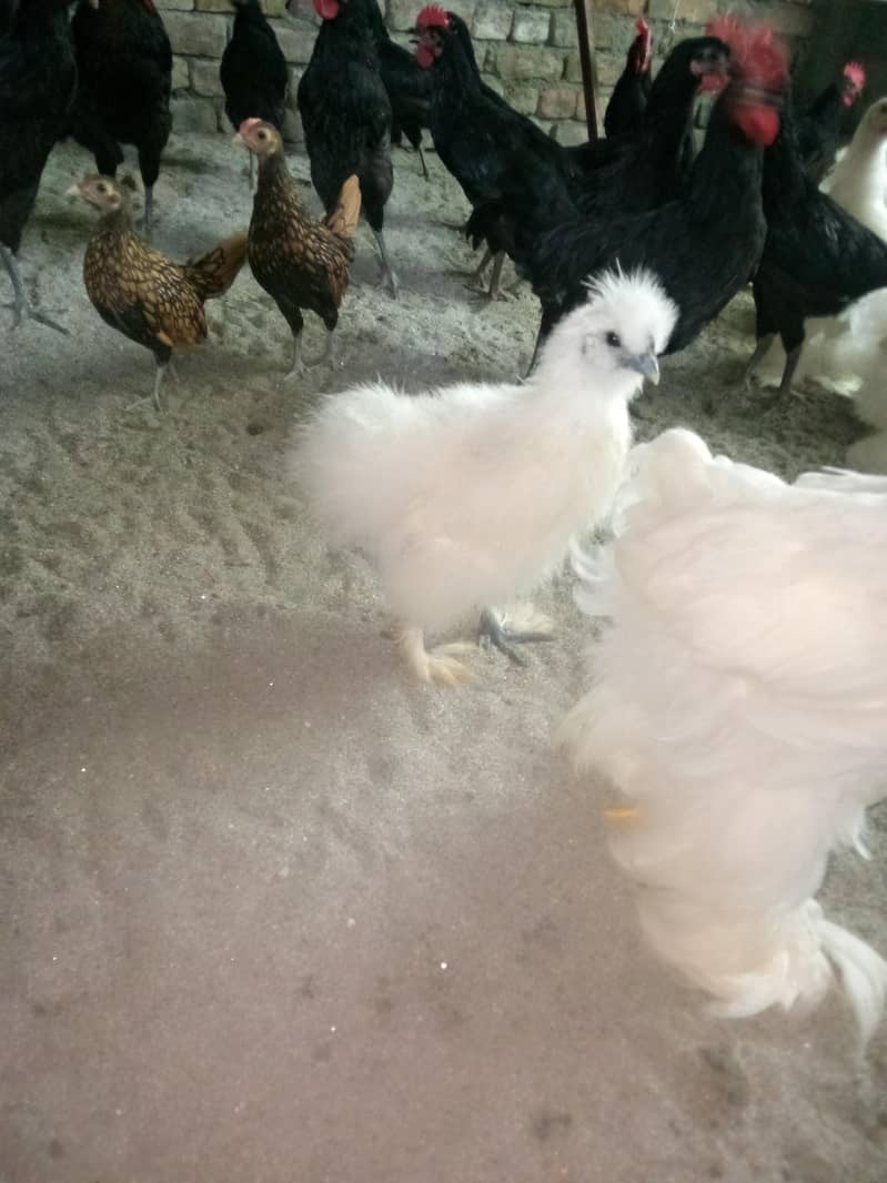 Fancy hens available 2