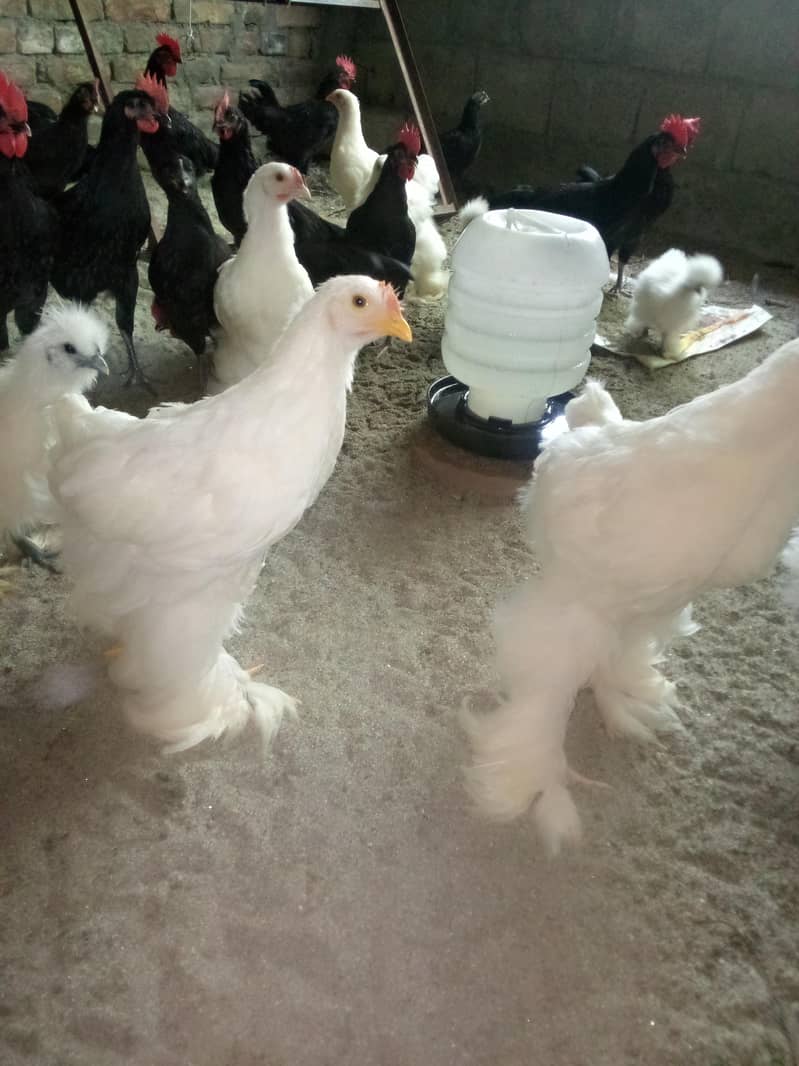 Fancy hens available 3