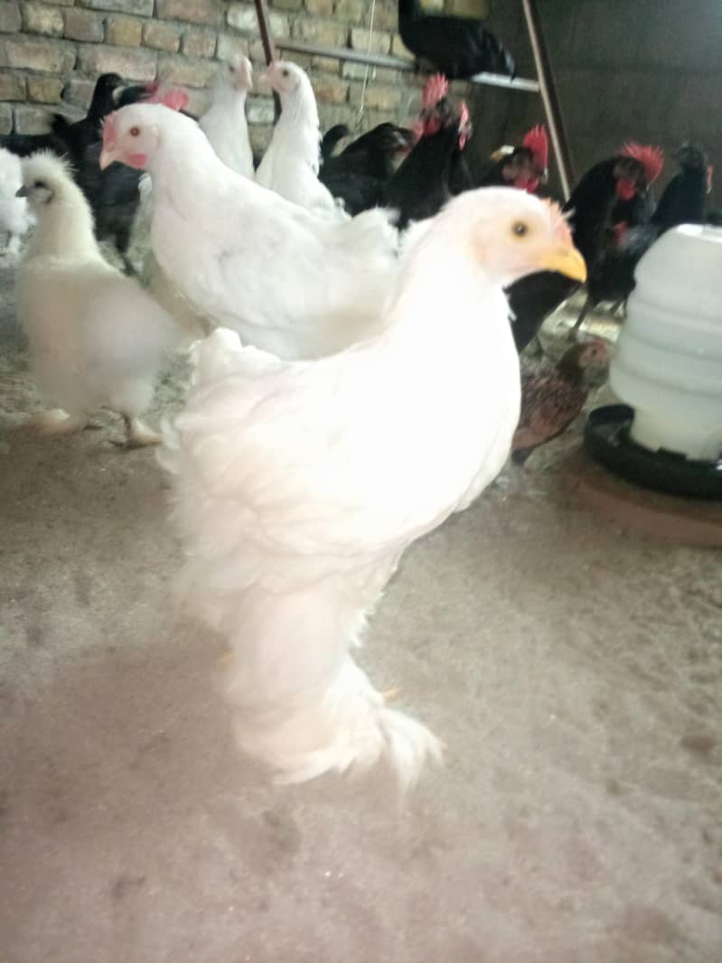 Fancy hens available 4