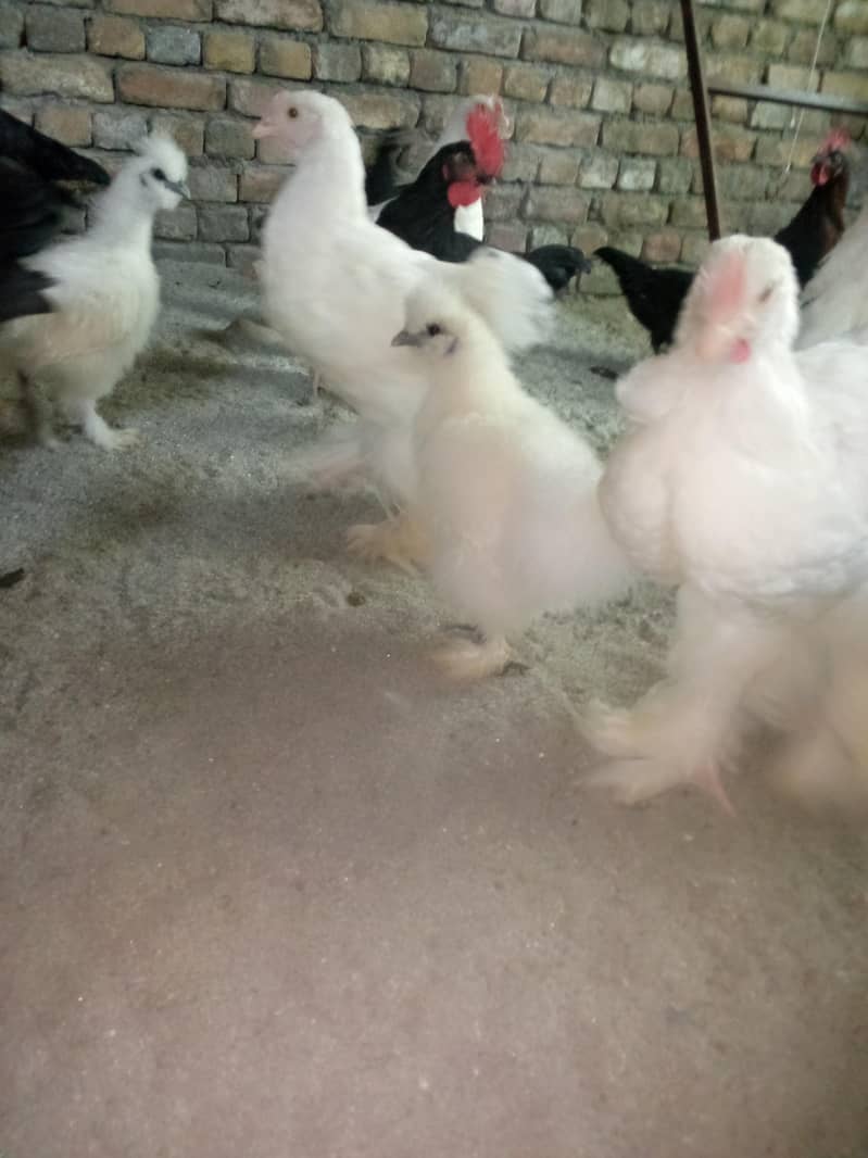 Fancy hens available 5