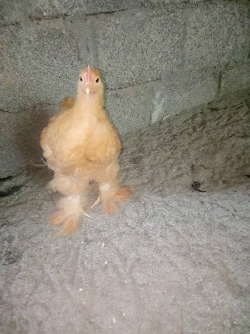 Fancy hens available 6