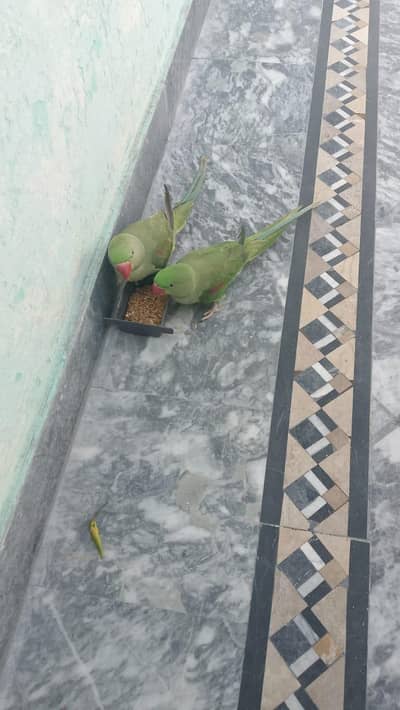 Raw Parrot pair