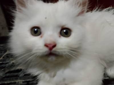 adorable kitten