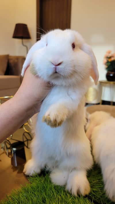 Holland Lop bunnies