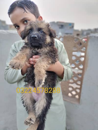 German shepherd puppy long coat