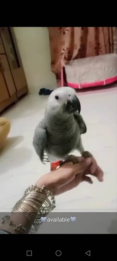 Gray Parrot and green wings 03402282245
