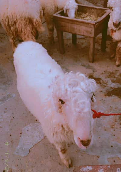 Pure Mundra
