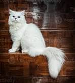 Persian cats