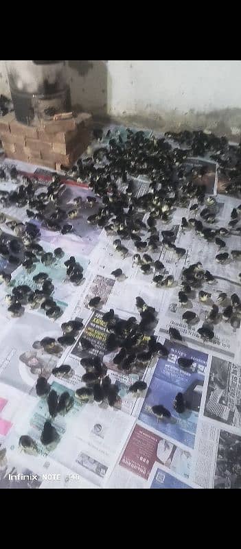Australop day old chicks and eggs for sale