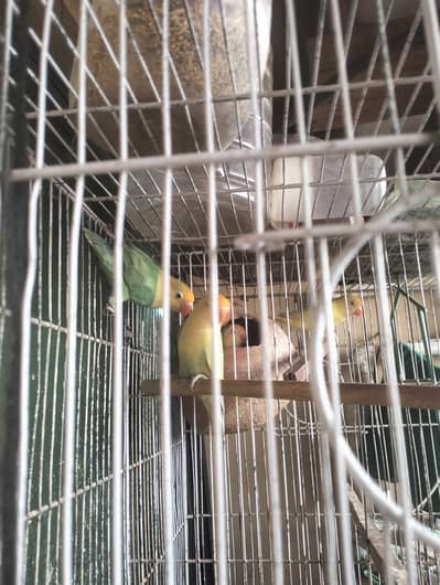 04 pairs with 02 cages
