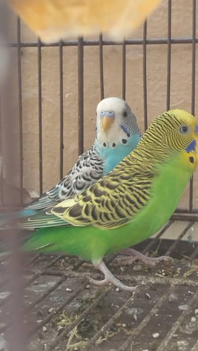 Australian Budgies