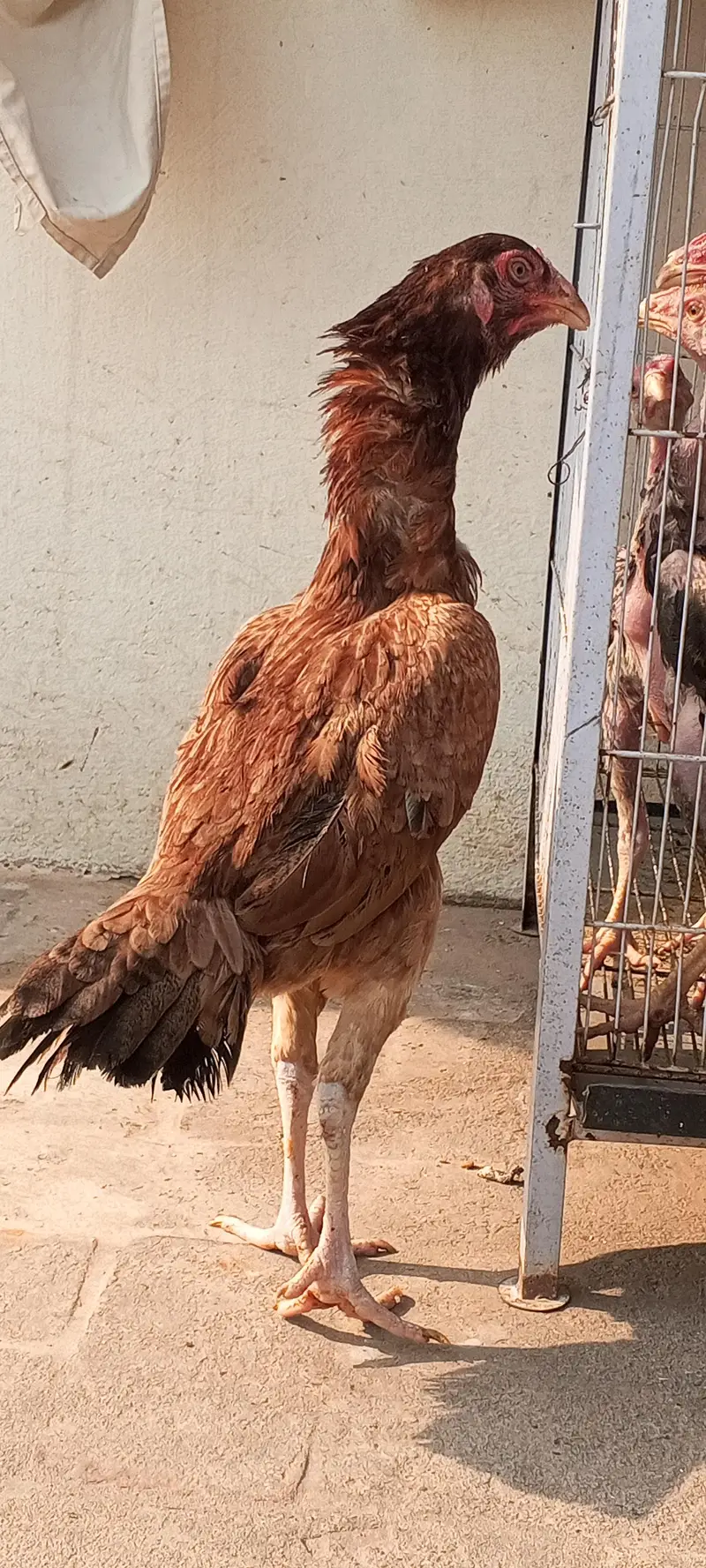 Egg Laying Breeder Aseel Hen Murgi Madi Female Available 03098573144 — photo 5