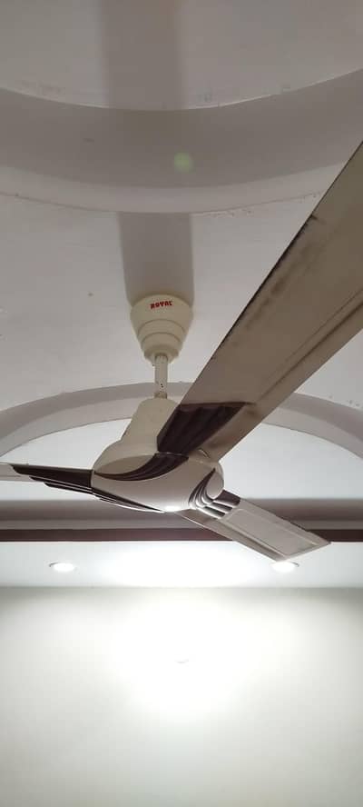 Royal Fan for Sale