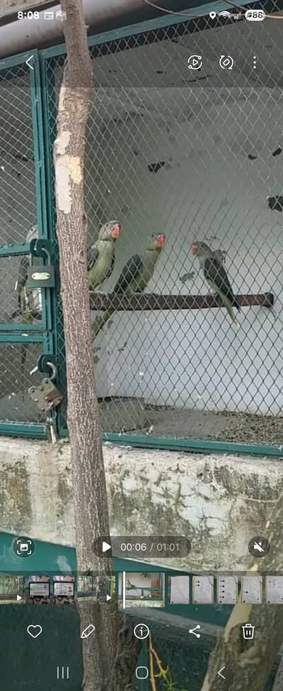 Olive Raw female Patha required