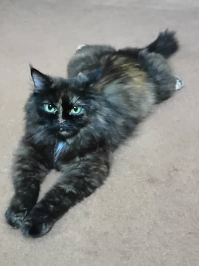 Premium Quality Persian Cats: Odd eyes white female and Fluffy orange