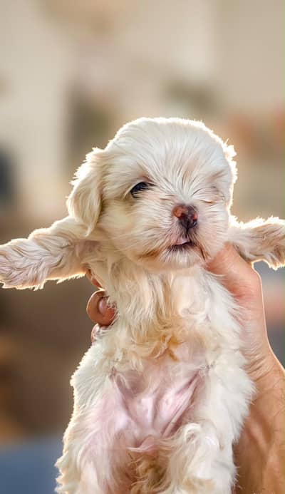 Shihtzu Puppies