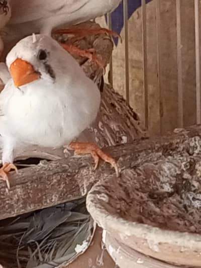 Finches for sale