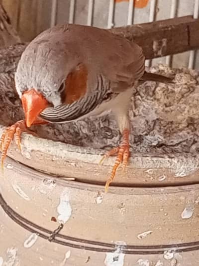 Finches and Java for sale