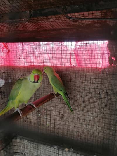 Ringneck pair 100% original