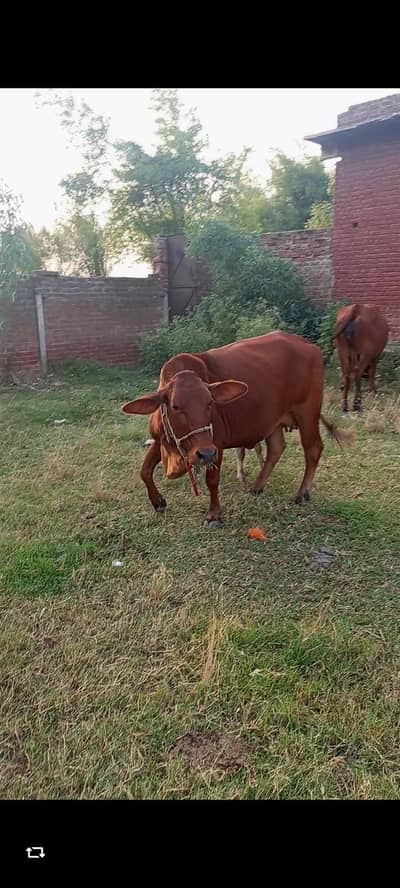 3 months ki soi cow gayee