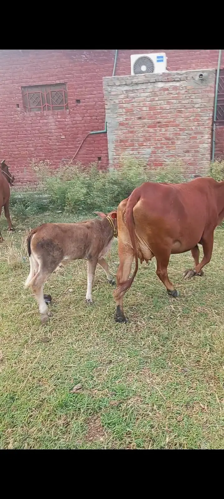 3 months ki soi cow gayee — photo 2