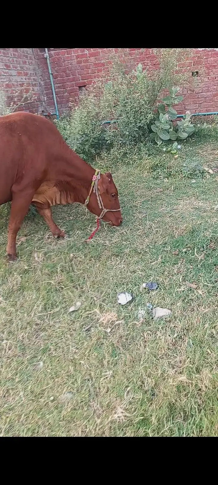3 months ki soi cow gayee — photo 3