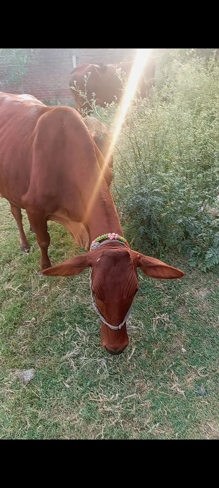 3 months ki soi cow gayee — photo 4