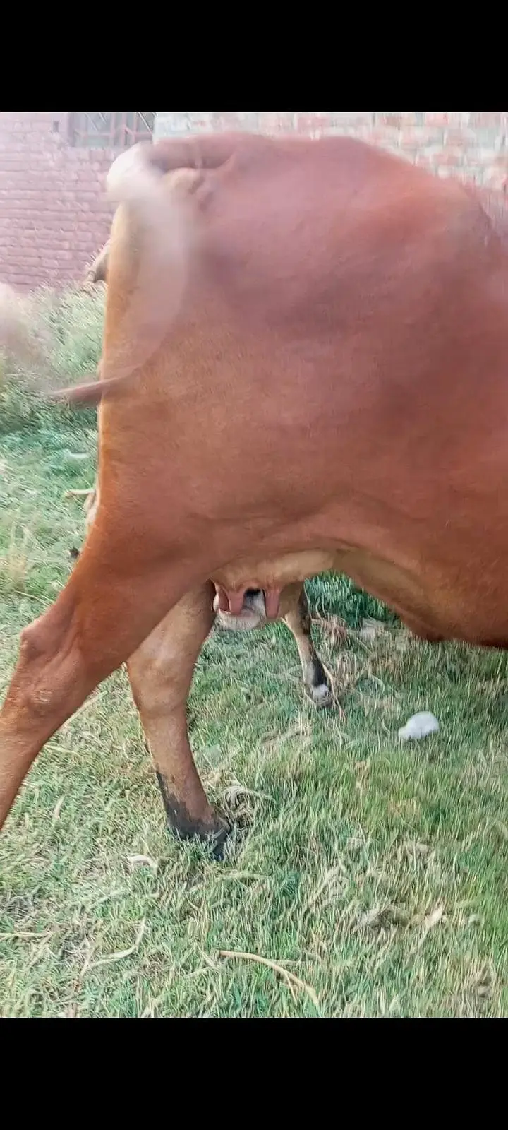 3 months ki soi cow gayee — photo 5