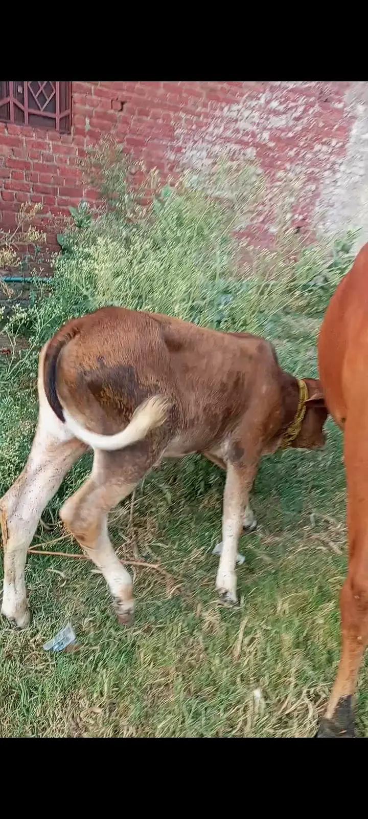 3 months ki soi cow gayee — photo 6