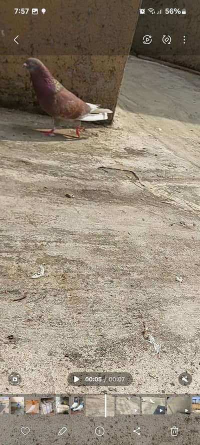 Indian ram pori pair be ha