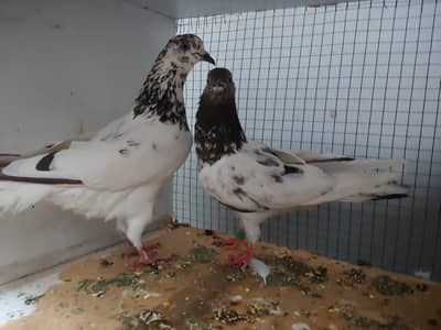 white patthea for sale.