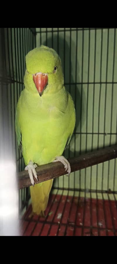 breader female talking wisling