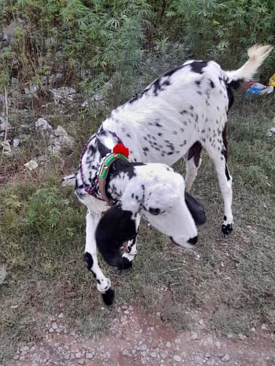 bakri for sel