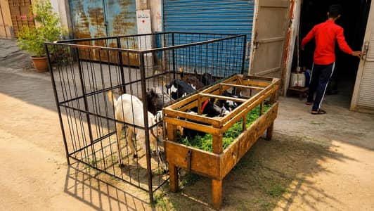 4 bkryan 1 bkra pur dasi