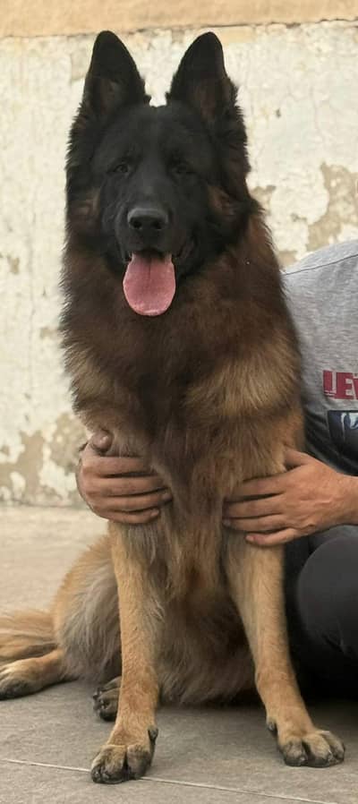feamale germen shepherd triple coat