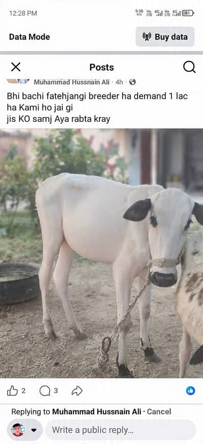 fatehjangi bachi for sale