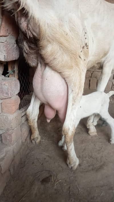 Goat milk