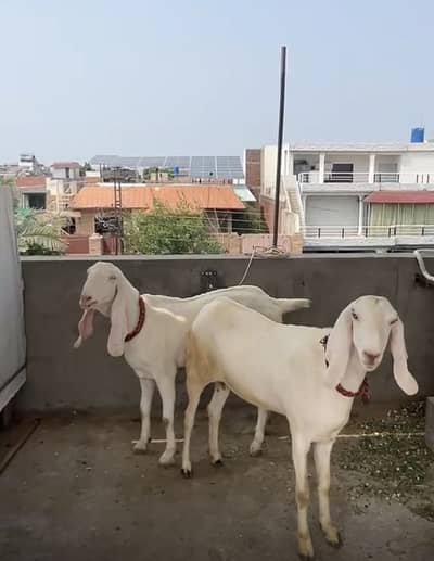 Bakray (goats)