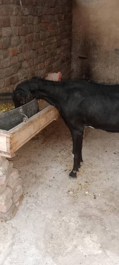 Black bittal goat