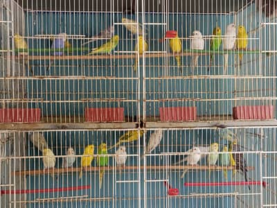 Mix Budgies