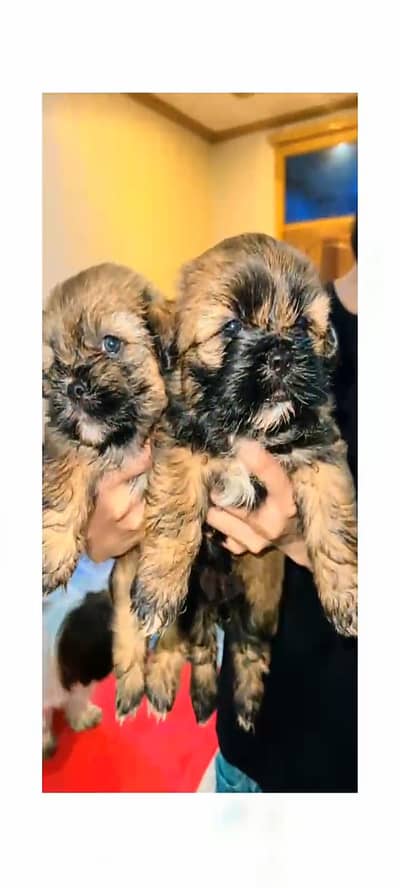 Shihtzu puppies